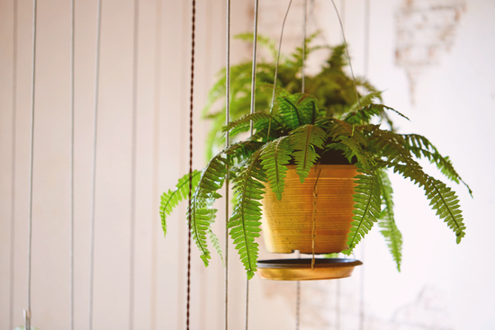 Plantes toxiques pour les chats