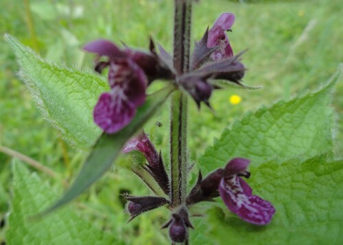 Fleurs mauves