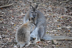 Animal de la semaine- Le Wallaby de Bennett