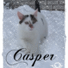 Casper le chat