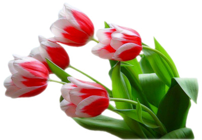 Fleurs tulipes /1