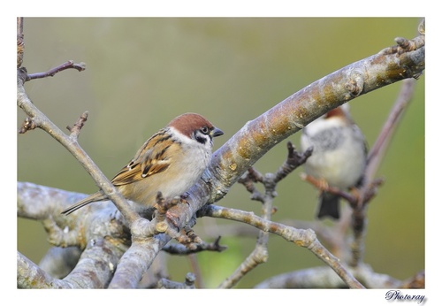 Moineau friquet