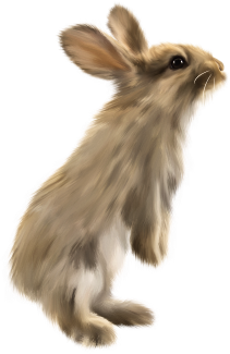 Tube png animaux pour vos montages lapin