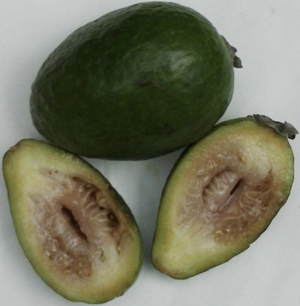 Le Feijoa