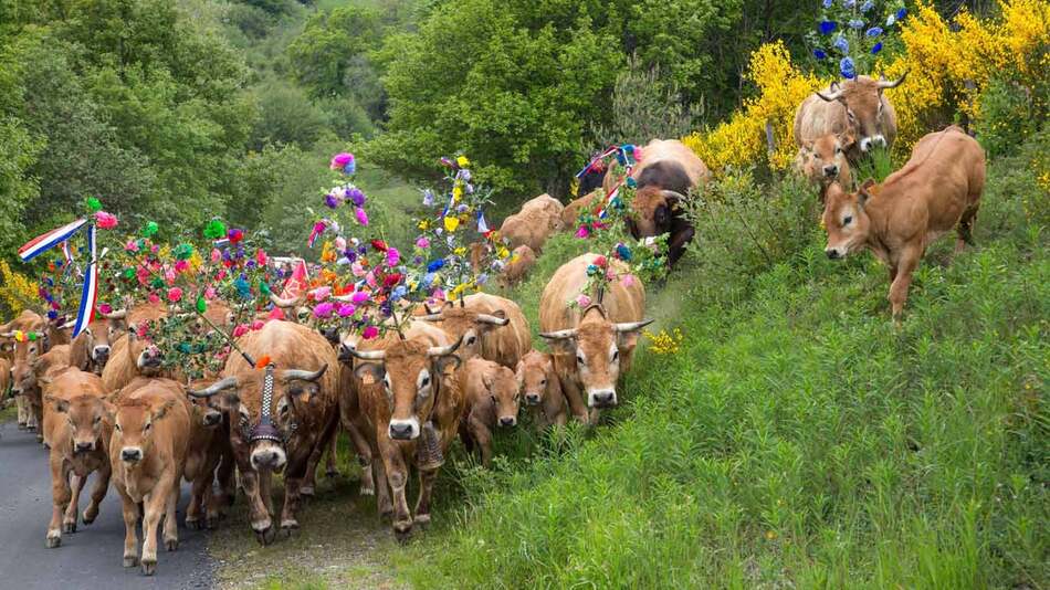 Fête de la transhumance en Lozère, Occitanie