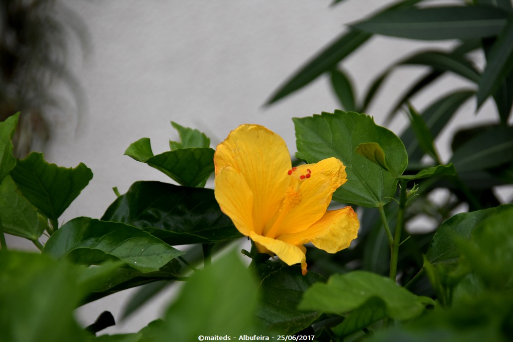 Couleurs de la nature - Albufeira - Portugal 4/4