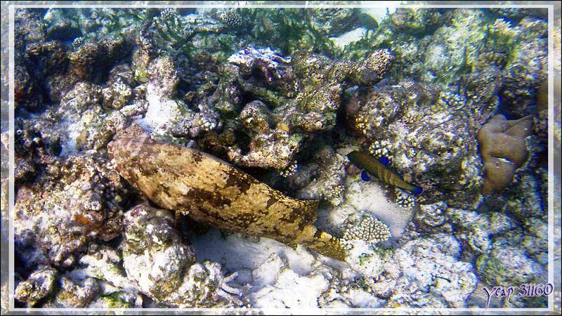 Mérou marbré brun, Brown-marbled grouper (Epinephelus fuscoguttatus) et Mérou paon ou Vieille cuisinière, Bluespotted grouper (Cephalopholis argus) - Snorkeling à Thudufushi - Atoll d'Ari - Maldives