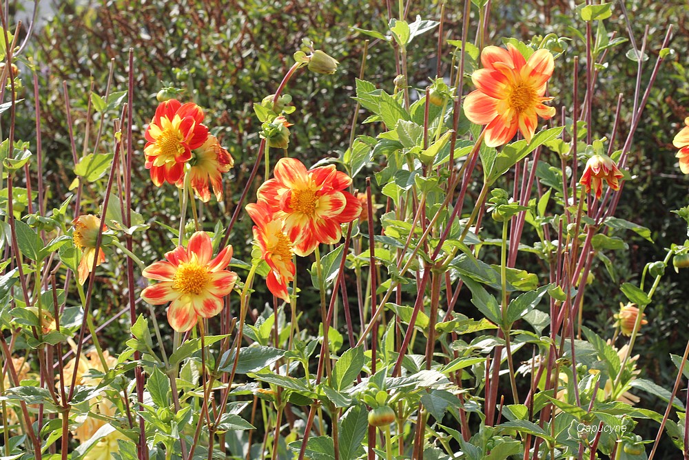 Feu d'artifice d'automne : hélianthus et dahlias