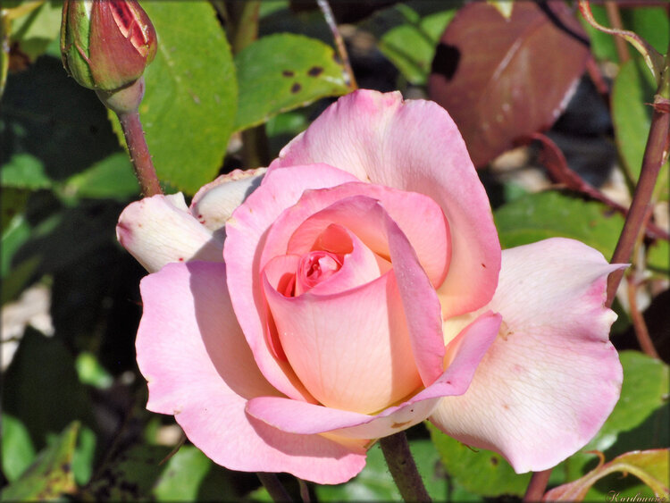 Photo de rose pale (fleur-flore)