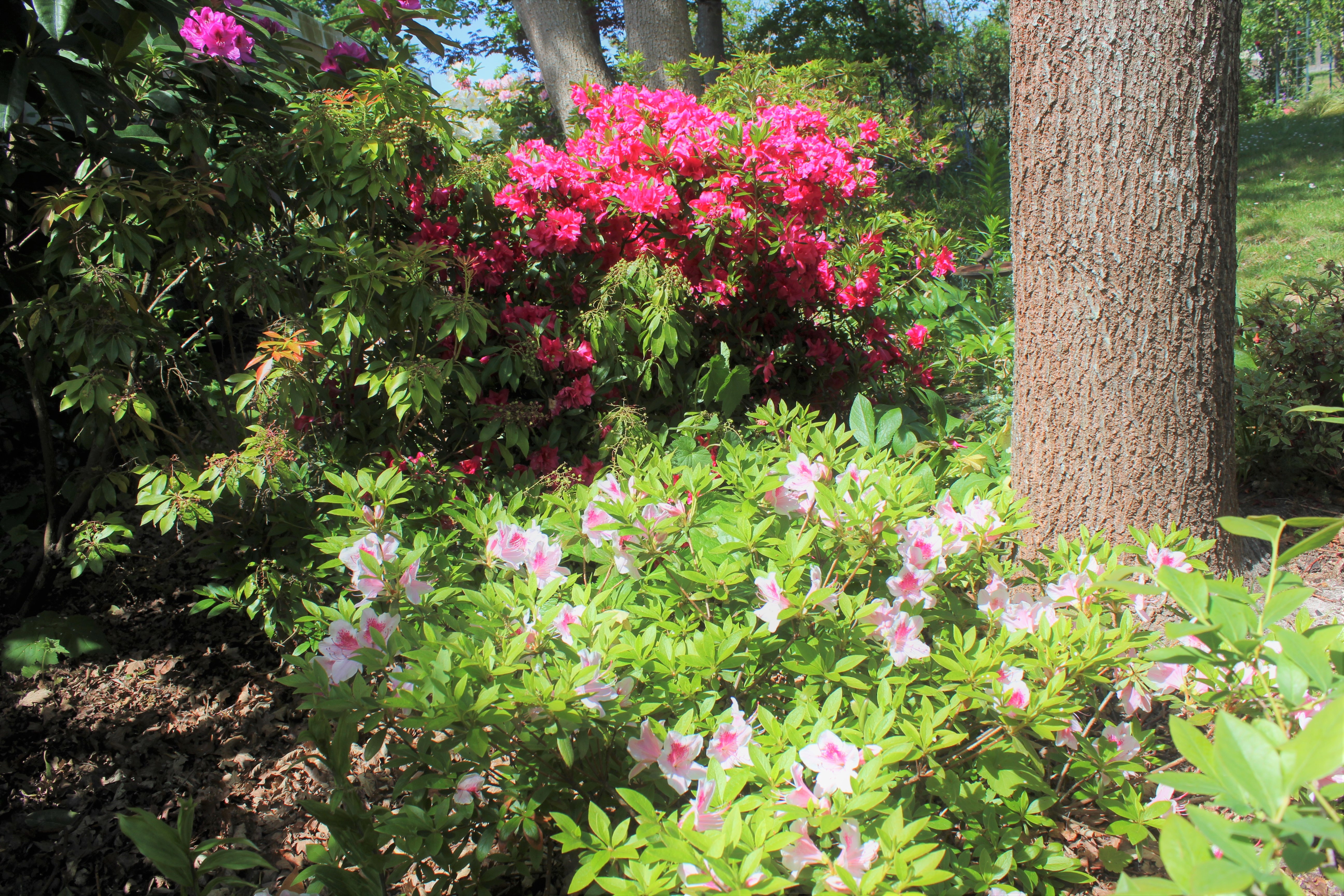 Trio parfait : rhododendron yakushimanum 'Golden Torch', azalées 'Shiha' et  'Ho oden' - Sable émouvant