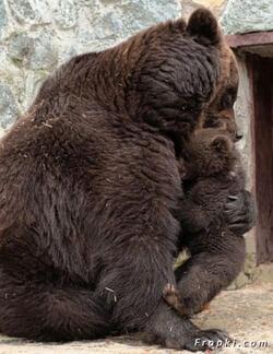 BEBE OURS SE FAIT GRONDER ET PUIS MAMAN OURS PARDONNE ....