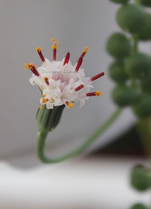 Senecio Rowleyanus ou Plante Chapelet en fleur - Décembre 2015