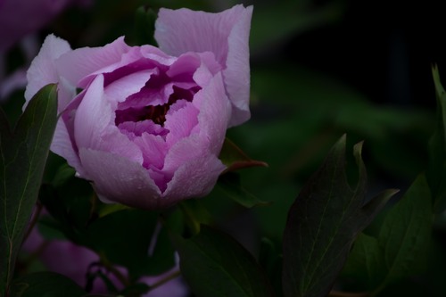 fleurs, flowers, blumen 