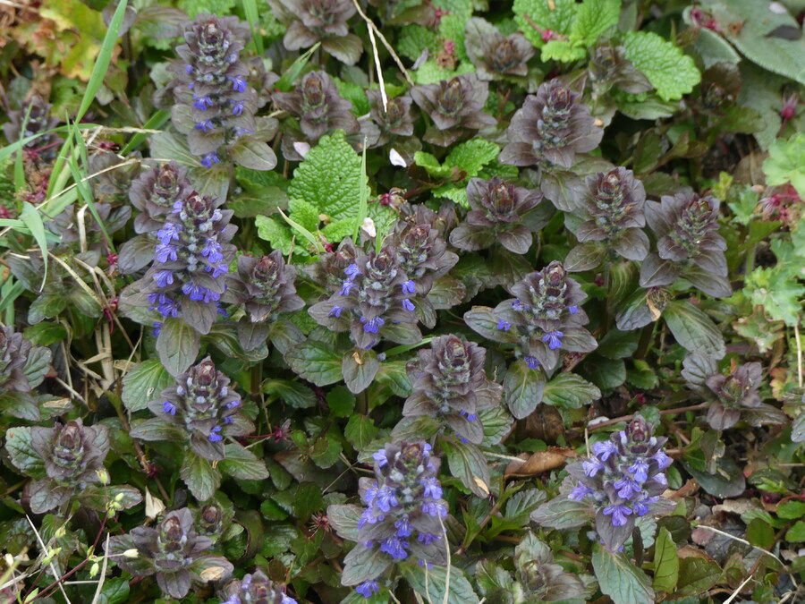 DERNIERE  NEIGE  ET  PETITES  FLEURS  PRINTANIERES 