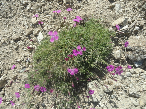 Fleurs roses