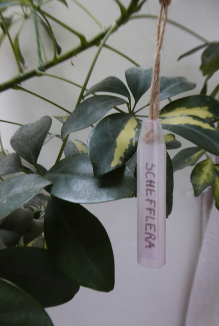 des étiquettes pour reconnaître mes plantes