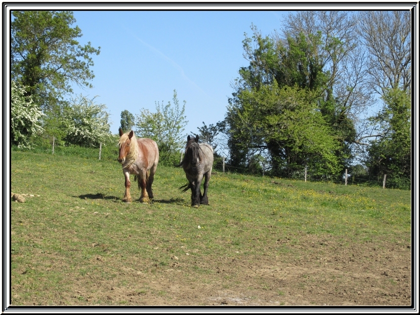 Après les vaches, maintenant les chevaux