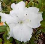 Identification par les fleurs !