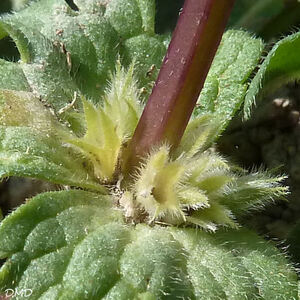 Lamium amplexicaule - lamier à feuilles embrassantes