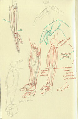 Quelques images sur l'anatomie