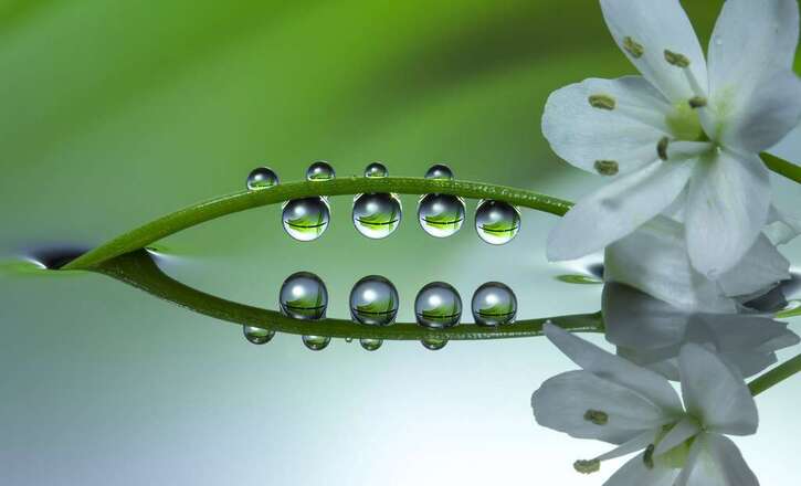 Belles Images 3:  Macrophoto, le monde mystérieux et raffiné de Miki Asai