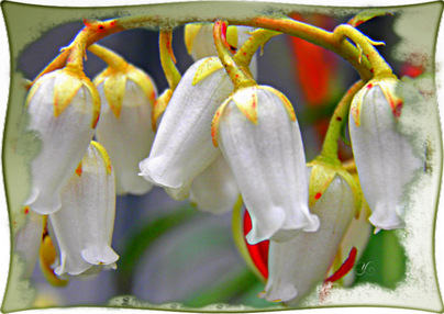 Pieris japonica "  Forest Flame "