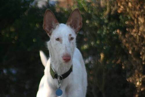 Les mal aimés en accueil / URGENT SOS PODENCO RESCUE