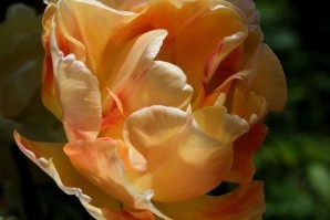Tulipes-Charming-Lady.jpg