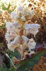 Orobanche blanche