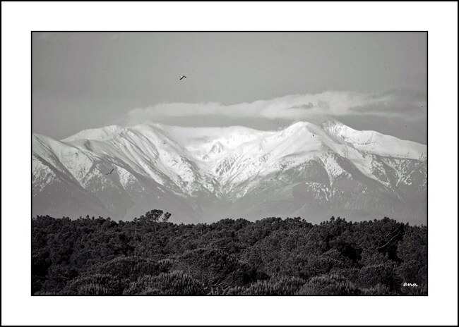 Le Canigou (Pyrénées-Orientales)