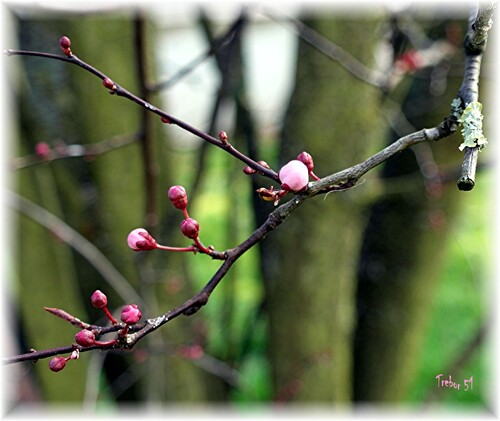 Le Printemps se signale timidement.....