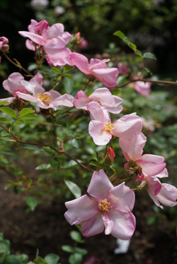 Un jour, une rose : Feu follet