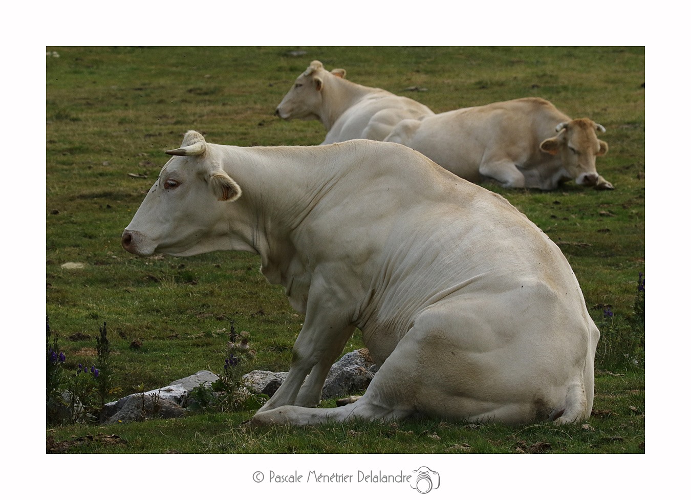 Vaches dans les Hautes-Pyrénées