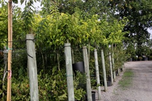 Les pépinières du val d'Erdre : "plante bleue" l