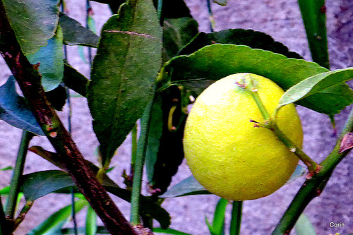 Les citrons ...