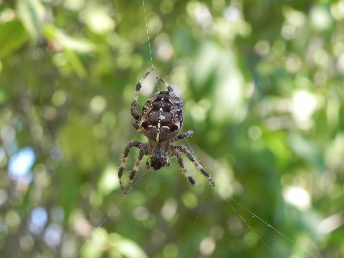 Ma photo du jour : une araignée