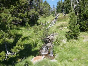 Traversée d'un ruisselet