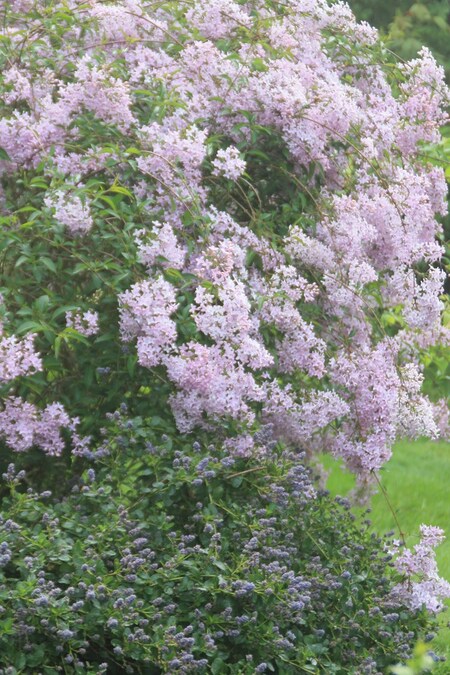 syringa persica