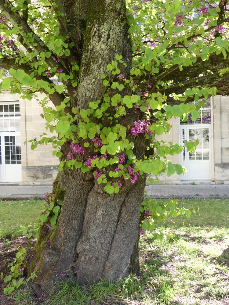 Les arbres remarquables de l'hôpital Charles Perrens...