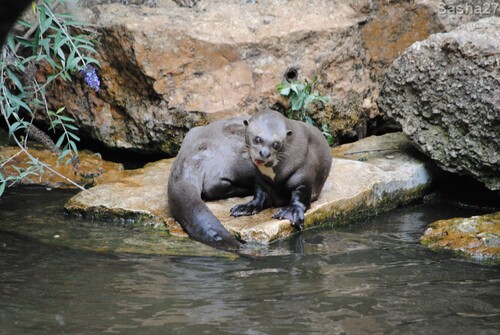 (3) La loutre géante.