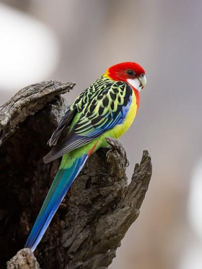 Eastern rosella, by David Cook Wildlife Photography
