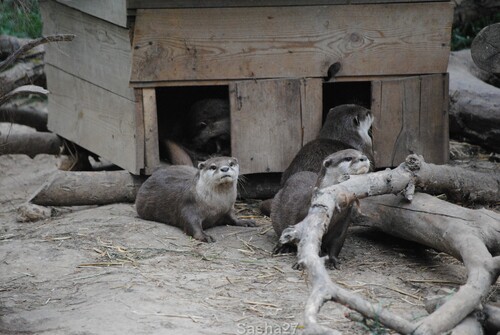 (1) La loutre naine d'Asie.