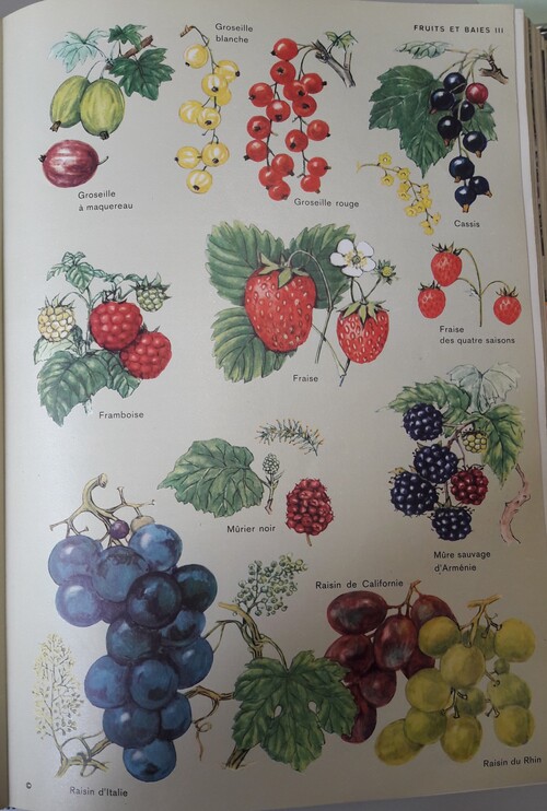 Fruits et baies