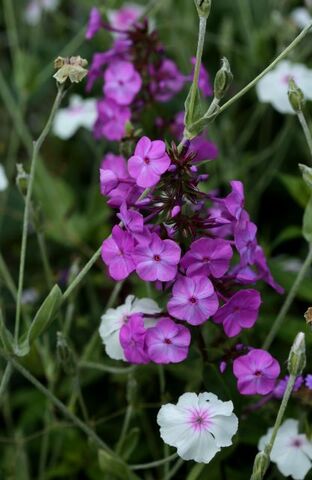 Des compagnes pour mes roses : Phlox paniculata