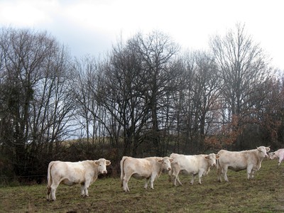 Blog de beaulieu : Beaulieu ,son histoire au travers des siècles, Rencontre avec nos amies les Bêtes .Rando du 26.12.2012