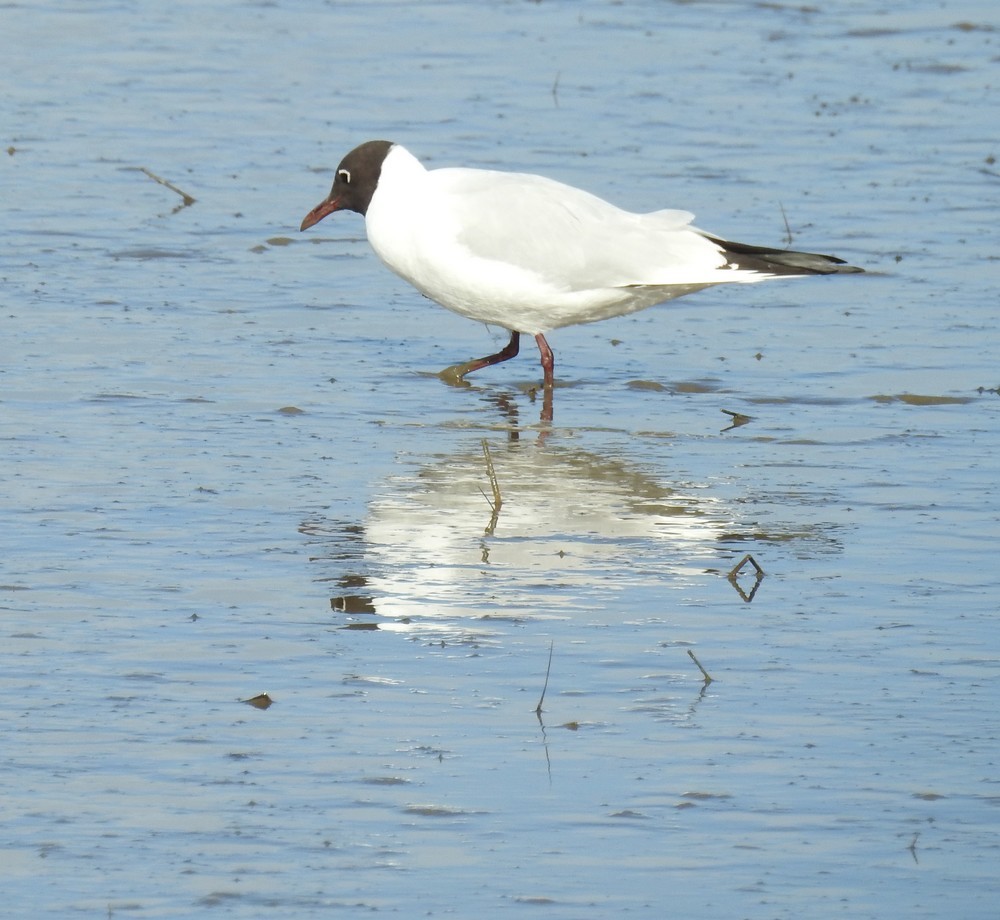 Mouettes rieuses - mars 2019...