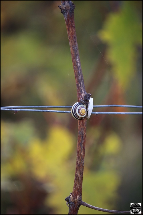 Berru, dans la Marne (51)