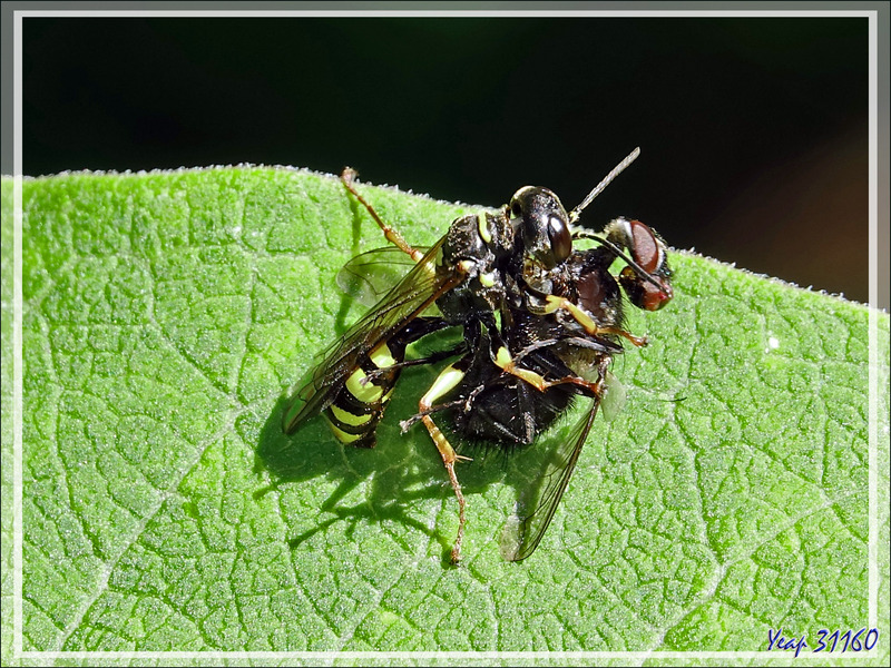 Le repas de la guêpe solitaire "Melline des champs", Field digger-wasp (Mellinus arvensis) - Lartigau - Milhas - 31