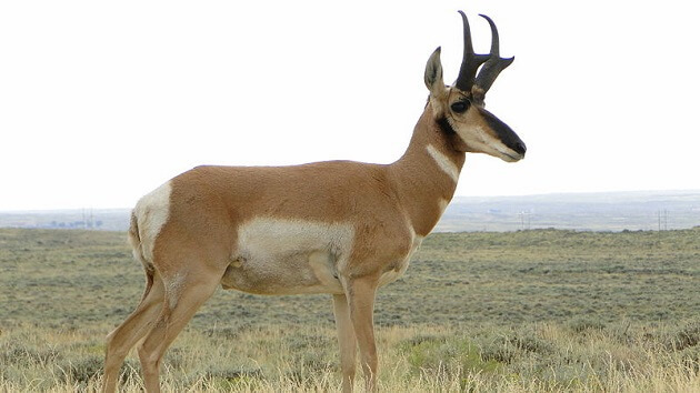 Animal le plus rapide au monde, Antilope d'Amérique