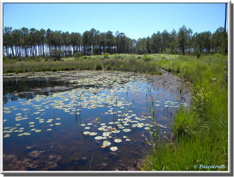 Lagunes du Gat-Mort